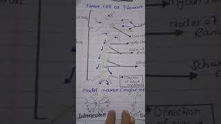 structure of nerve cell or neuron  Motor neuron  sensory neuron interneurons [upl. by Hardner]