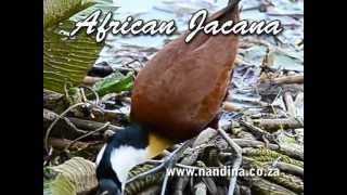 African Jacana Actophilornis africana walking on water plants [upl. by Bartel453]