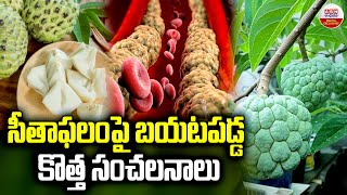 సీతాఫలంపై బయటపడ్డ కొత్త సంచలనాలు  Health Benefits Of Eating Custard Apple  ABN Digital [upl. by Encrata]