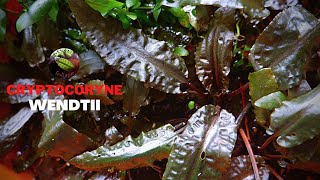 Cryptocoryne Wendtii [upl. by Rosel]