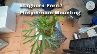 Staghorn Fern  Platycerium Mounting on drainage cell [upl. by Irbmac]