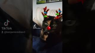 My Tortie Cat Is Ready For Christmas Too [upl. by Asenej]