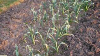 Kempston Allotments Bedford UK 0903 [upl. by Ahsienahs70]