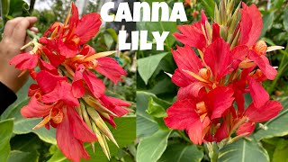 CANNA LILY All you need to know [upl. by Novello310]