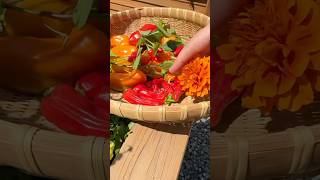 An Orange and Red Garden Harvest 🌶️ raisedbeds gardening gardenharvest growyourownfood [upl. by Werd]