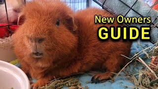 Guinea Pig Care Guide  MUST WATCH [upl. by Notsua]