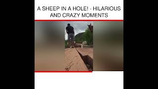 a sheep in a hole  Hilarious and Crazy Moments [upl. by Assiran966]