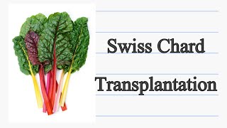 Swiss Chard Transplantation [upl. by Napra]