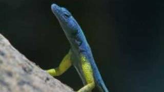 Planet Earth2006 Flat Lizards Feeding [upl. by Ainotal]