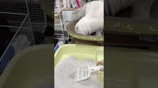 Cat litter china supplierBest than mineral cat litterCat litter testCat litter factory pricepets [upl. by Ferdinande]