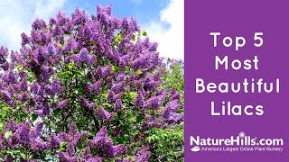 Top 5 Most Beautiful Lilacs  NatureHillscom [upl. by Nedrah]