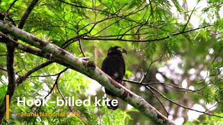 Hook billed kite [upl. by Riggall203]