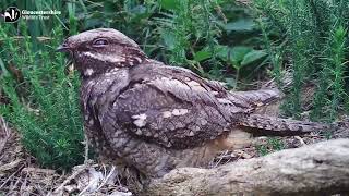 Nightjars Nesting in Gloucestershires Reserves [upl. by Dnalloh279]