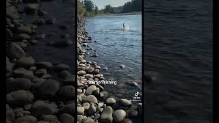 Salmon Fishing in the Clackamas River [upl. by Alsi]