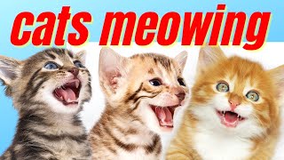 Lindos gatitos maullando meowing cats [upl. by Zwart]