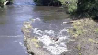 The Fifth and largest Tsunami Wave in Hilo  Feb 27 2010 [upl. by Cirnek]