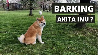 Štěká Akita Inu  Štěně Takara [upl. by Edlitam878]