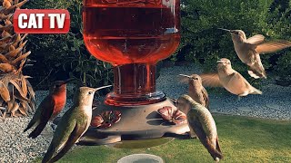 CAT TV For Cats To Watch  Majestic Bird and Squirrel Compilation  Dog TV 😼 🐶 [upl. by Mayhs]