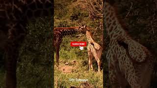 WHAT SOUND DOES A GIRAFFE MAKE LEARN ANIMALS [upl. by Hallagan]