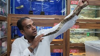 Red Tail Boa Blue Tongue Skink Bearded Dragon at Karnataka Aquarium [upl. by Sonni752]