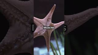 Echinodermata phylum kingdomanimalia kingdom starfish know facts class11th animalia animals [upl. by Elleivad526]