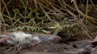 Así es el ataque mortal de la serpiente de cascabel más grande del mundo  National Geographic [upl. by Akemal90]