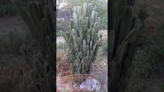 Cactus Jacks Cereus Peruvianus and other Spiny friends [upl. by Yeleen]