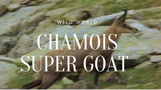 chamoissuper goat from france  documentary [upl. by Kendrick369]