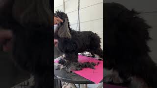 Cocker Spaniel head grooming [upl. by Norrek777]