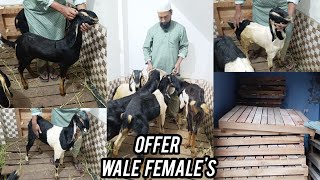 Aaj bhi offer Lootlo  Kota Females available in Offer and Wooden Pallets for Goats Sheeps in Hyd [upl. by Grazia138]