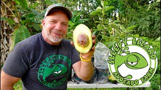 How To Grow Avocados From A Store Bought Avocado Seed [upl. by Adnohsal]