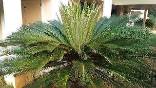 Female Bonsai Sago Palm Tree Cycas revoluta [upl. by Nnagem798]