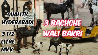 3 bachche wali bakri in Hyderabad Misrigunj  Amjad bhai ke bakriya  doodh ki bakriya [upl. by Annuhsal648]