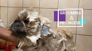 Grooming a Pekingese  Links Weekly Bath Routine [upl. by Nnylatsirk]