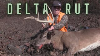 PUBLIC LAND Mississippi Delta Buck with a BOW [upl. by Jeramie267]