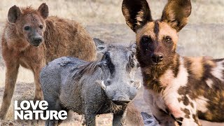 Wild Dogs Hunt Down Warthog and Square Off with Hyenas  Love Nature [upl. by Horter]