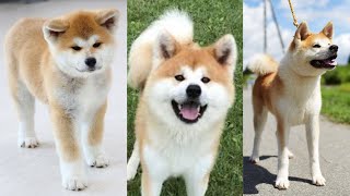 Funny and Cute Akita Dog Compilation In 2022 [upl. by Adai]