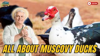 The World Of Muscovy Ducks [upl. by Kendry]