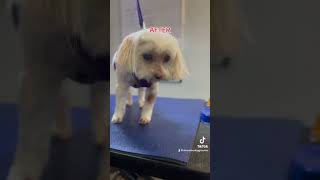 TootCMaltipoo🫶 before amp after Grooming video coming dogs donnathedoggroomer grooming [upl. by Marja716]