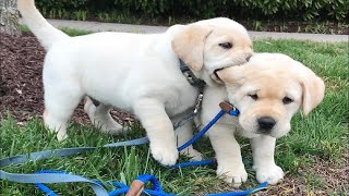 Top FUNNY PUPPIES That Will Make You Laugh Out Loud 😁 Funniest Animal Videos [upl. by Ardra203]