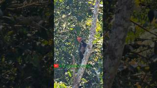 CARPINTERO REAL Drycopus Lineatus También denominado carpintero cresti rojo 💚🍀🌿🍃 [upl. by Notsniw]