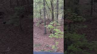 Have you ever seen this many turkeys while deer hunting Ga Rifle Season Day 2 [upl. by Chantal]