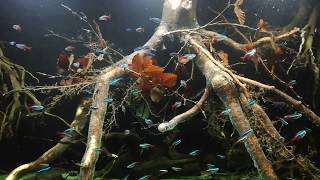 AMAZON BIOTOPE TANK  Altum Peru Scalare Rio Nanay  Paracheirodon simulans  axelrodi  innesi [upl. by Zetnas]