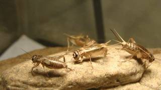 Crickets chirping [upl. by Nirraj]