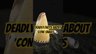 Deadly Facts About the Cone Snail 🐚💀 The Oceans Silent Killer conesnail animals [upl. by Eiznekam]