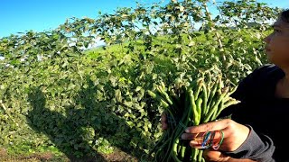 8TH HARVEST NG SITAW NAKAKAILAN PA KAYA [upl. by Yattirb160]