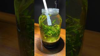 Nano jar aquarium water change [upl. by Rianna]