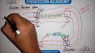 Electron transport chain in details for NMDCAT testPreparationMCQSeducation biology [upl. by Hamfurd]