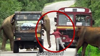 Wild elephant comes out of the forest and bothers people on the road [upl. by Warren156]