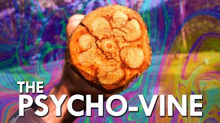 This Is What Ayahuasca Does To Your Brain [upl. by Ayn821]